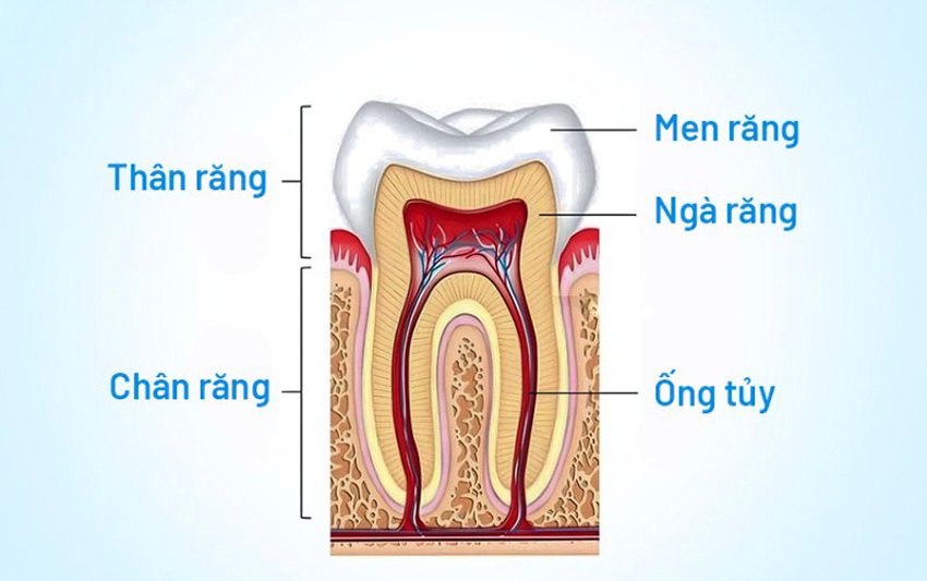 Điều trị tủy răng an toàn, bảo tồn răng thật